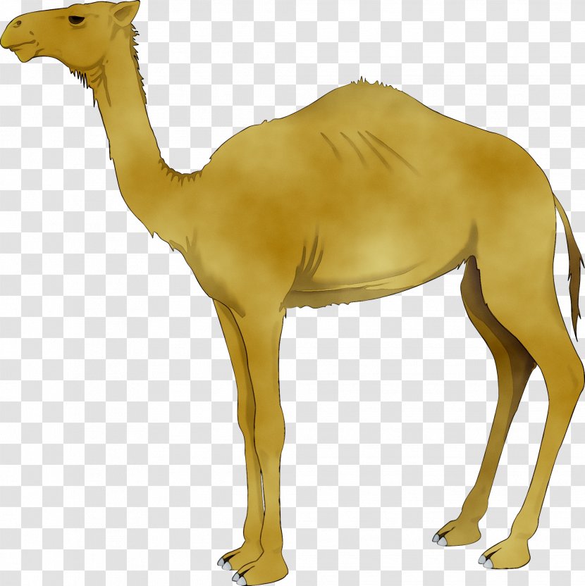 Camel Clip Art Vector Graphics Free Content - Royaltyfree - Camelid Transparent PNG