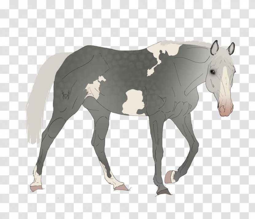 Mustang Foal Stallion Mare Colt - Canter And Gallop Transparent PNG