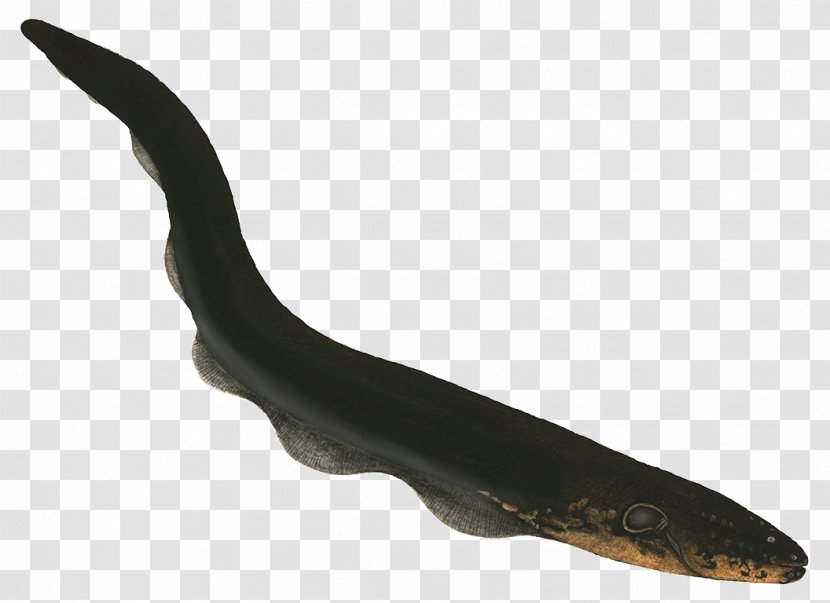 Electric Eel Fish Electricity - Look Transparent PNG