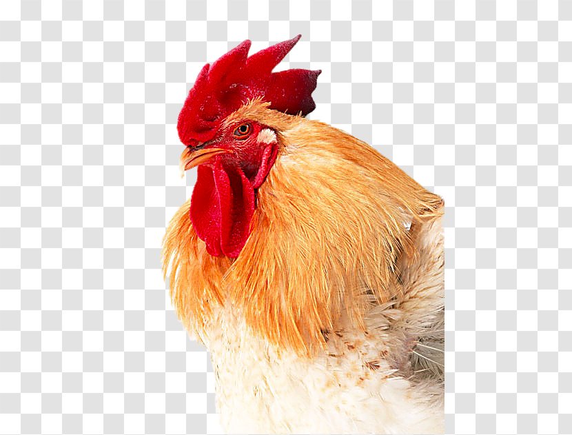 Broiler Chicken Multivitamin Pharmaceutical Drug - Bird - Nice Big Cock Transparent PNG