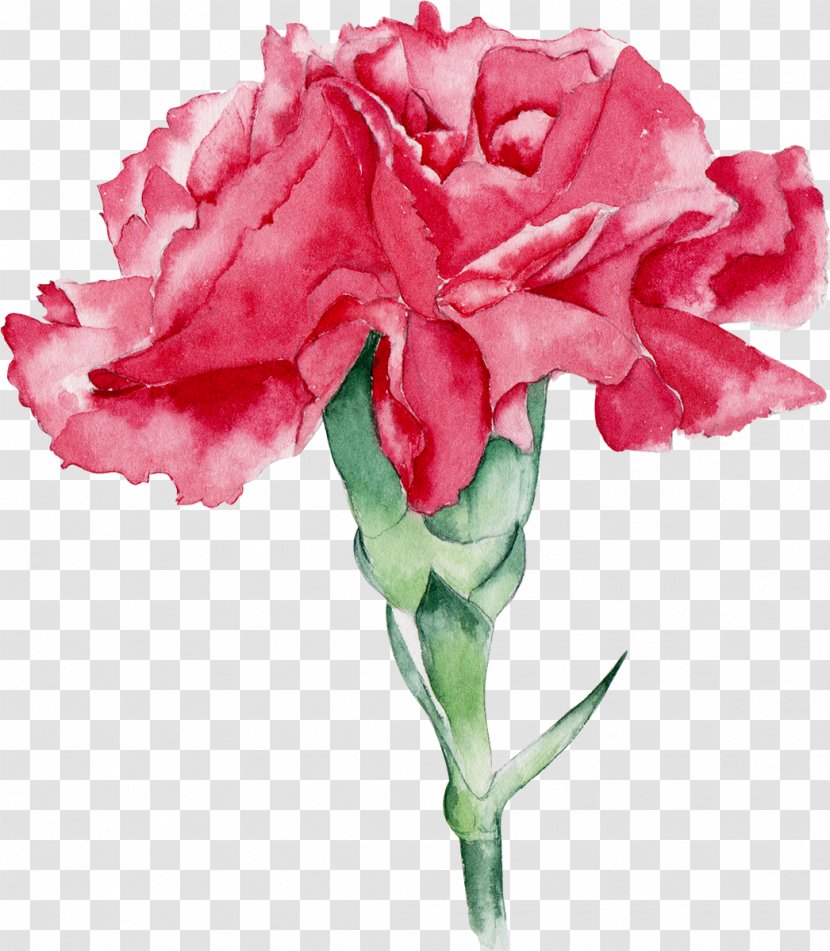 Watercolor: Flowers Watercolor Painting Garden Roses - Carnation Transparent PNG