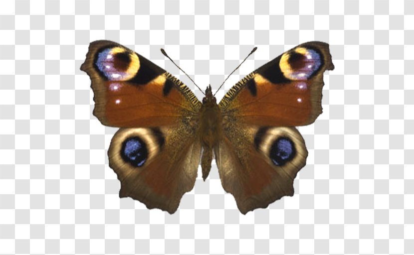 Butterfly Aglais Io Nymphalidae Automeris Nymphalis Antiopa - Papilio Machaon - Peacock Transparent PNG