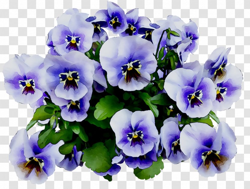 Pansy Image Clip Art Stock.xchng - Violaceae - Viola Transparent PNG