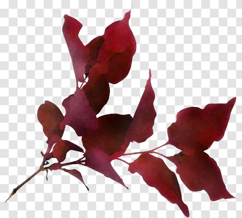 Flower Red Leaf Plant Petal - Perennial Twig Transparent PNG