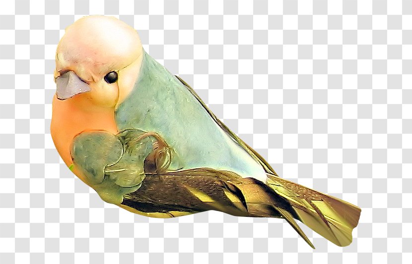 Lovebird Feather Beak Parakeet - Parrot Transparent PNG
