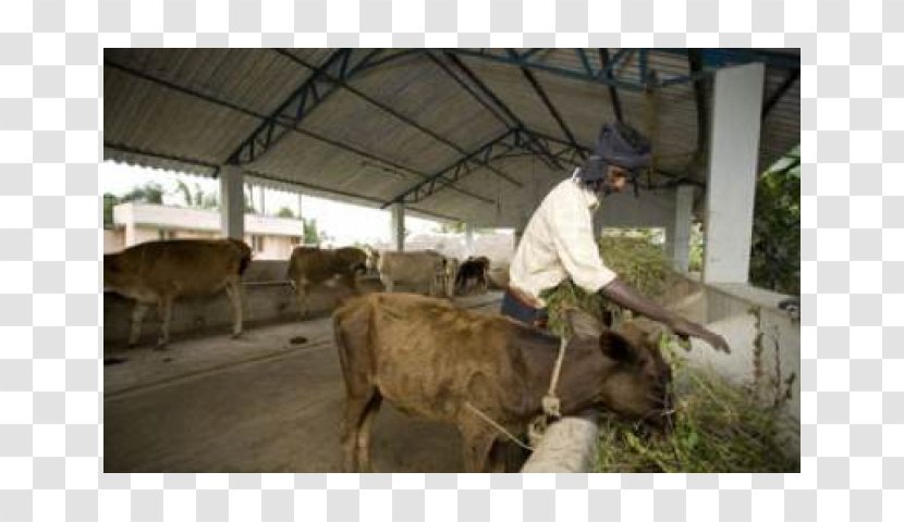 Cattle Goat Dairy Products Pack Animal - Farmer India Transparent PNG