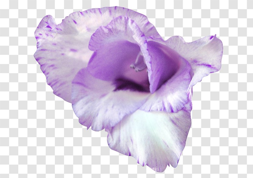Lilac Purple Flower Petal Gladiolus - Flowering Plant Transparent PNG