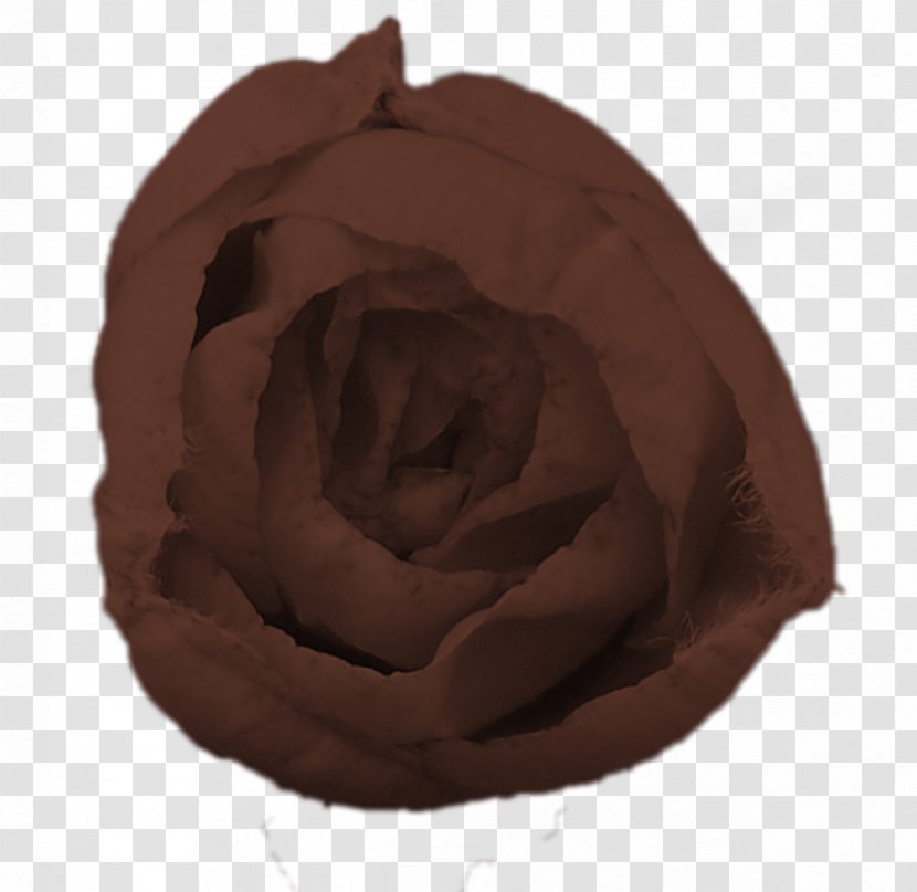 Petal - Flower - Rose Free Download Transparent PNG