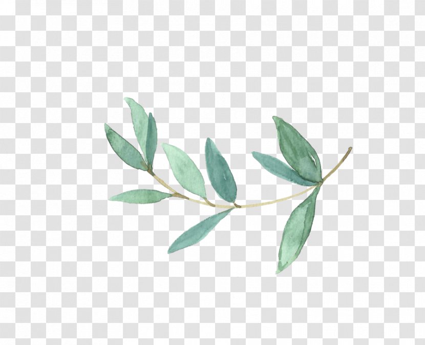 Drawing Watercolor Painting - Plant Stem - Cg Transparent PNG