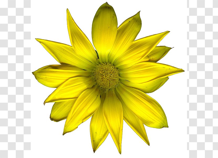 Flower - Yellow - Flowers Transparent PNG