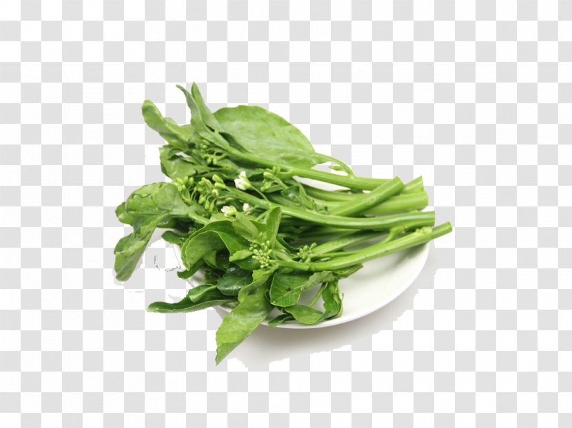 Vegetable Chinese Broccoli Kale Food Spring Greens - Eating - Panel Mounted Green Transparent PNG