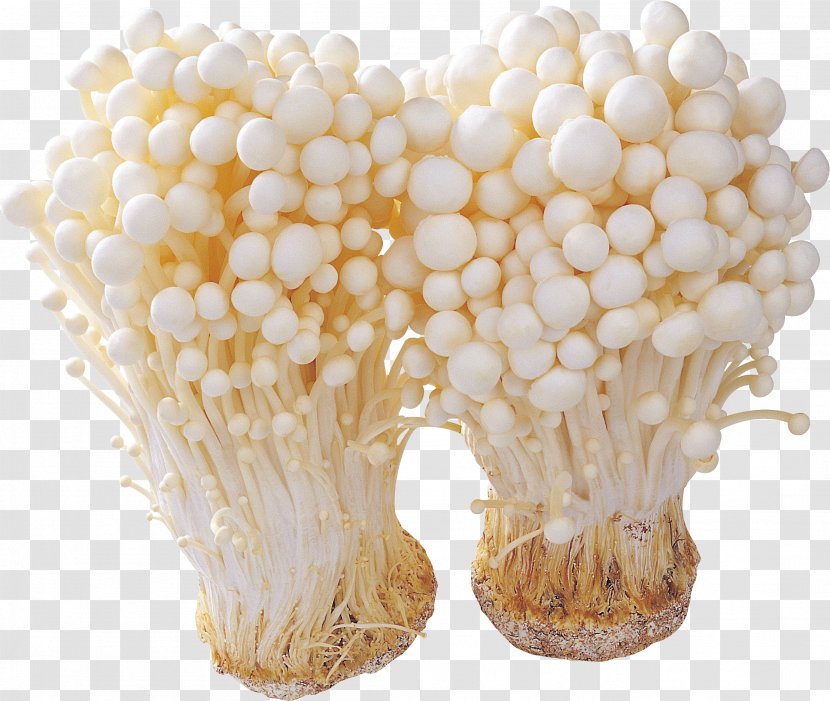 Mushroom Ingredient Fungus Enokitake - Medicinal Transparent PNG