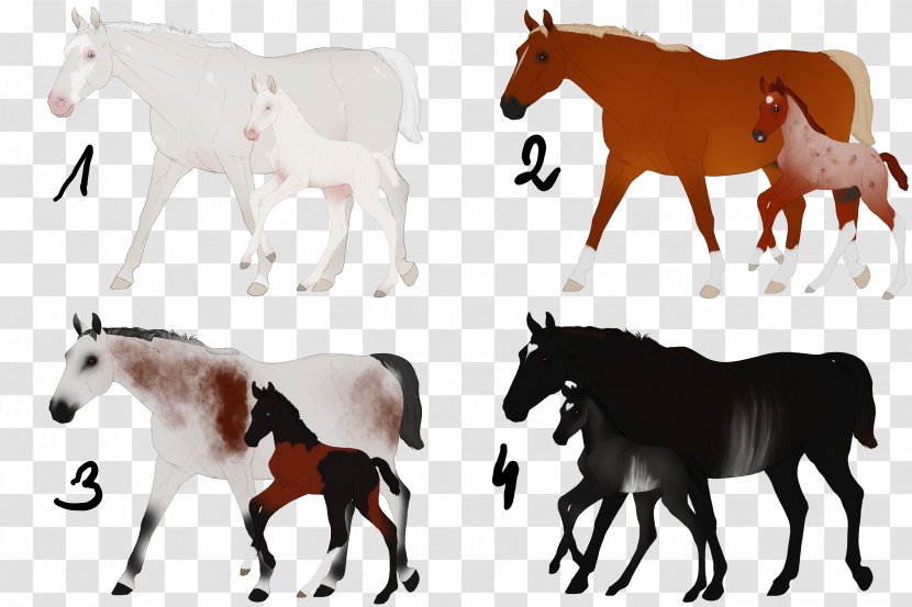 Mustang Foal Stallion Mare Colt - Pony Transparent PNG