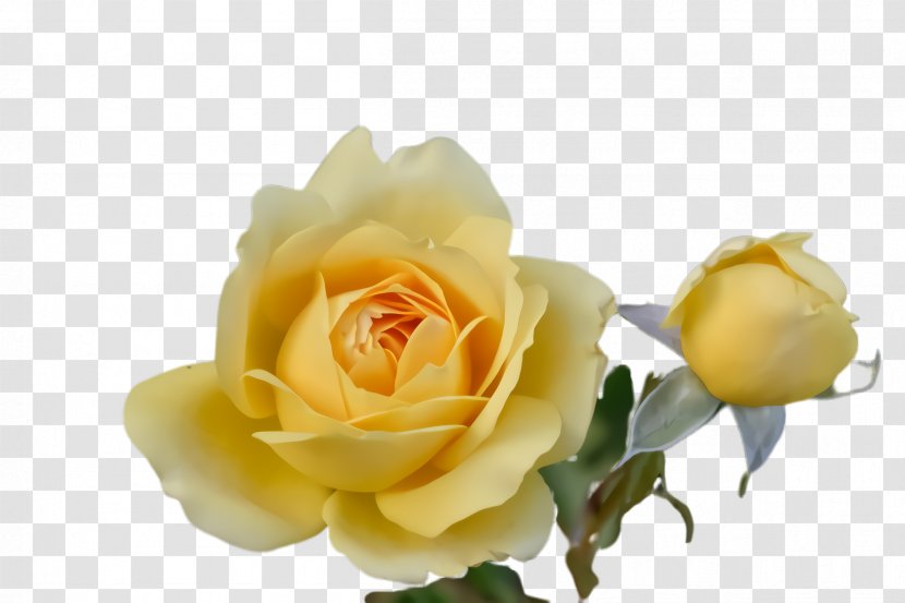 Garden Roses - Flower - Rose Family Petal Transparent PNG