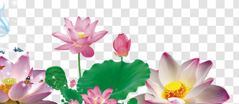Nelumbo Nucifera Petal Google Images Raster Graphics - Brilliant Lotus Transparent PNG