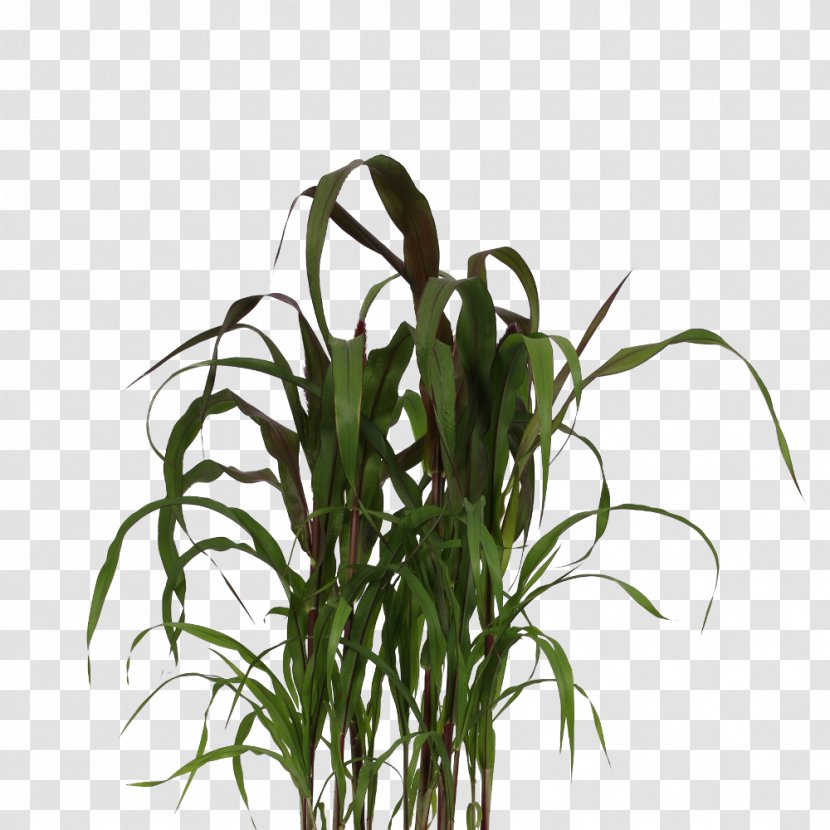 Chinese Fountain Grass Ornamental Lampepoetsergras Plants Product - Plant Stem - Pennisetum Transparent PNG