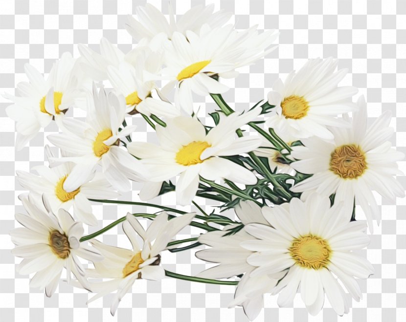 Daisy - Paint - Plant Camomile Transparent PNG