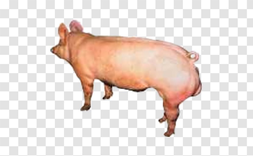 Domestic Pig Pig's Ear Cattle Snout Transparent PNG
