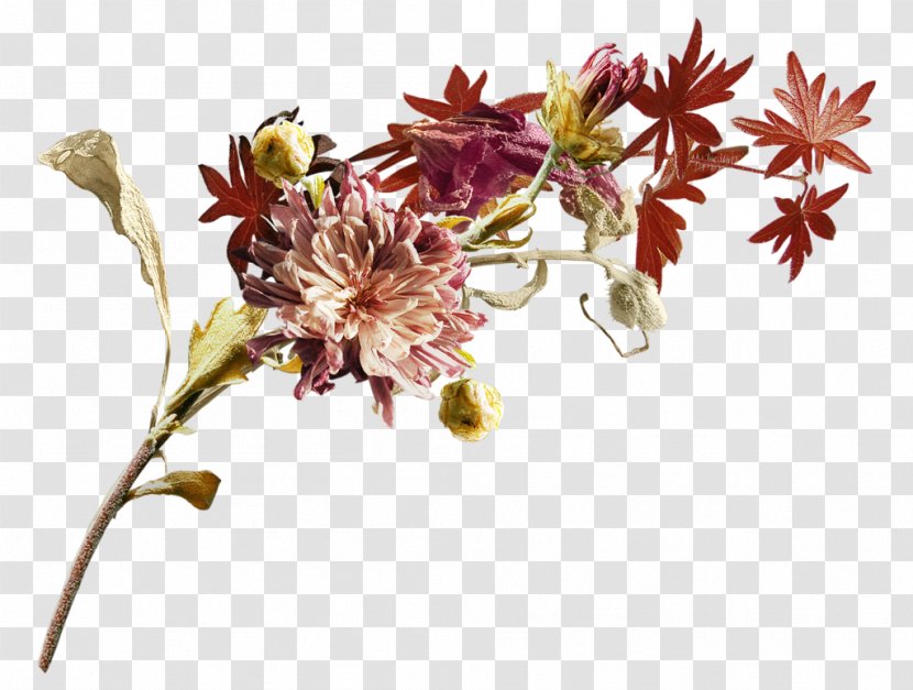 Cut Flowers Floral Design Clip Art - Flowering Plant - Flower Transparent PNG