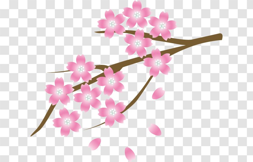 Kobe Cherry Blossom Ibaraki Kyoto Isohachi Transparent PNG