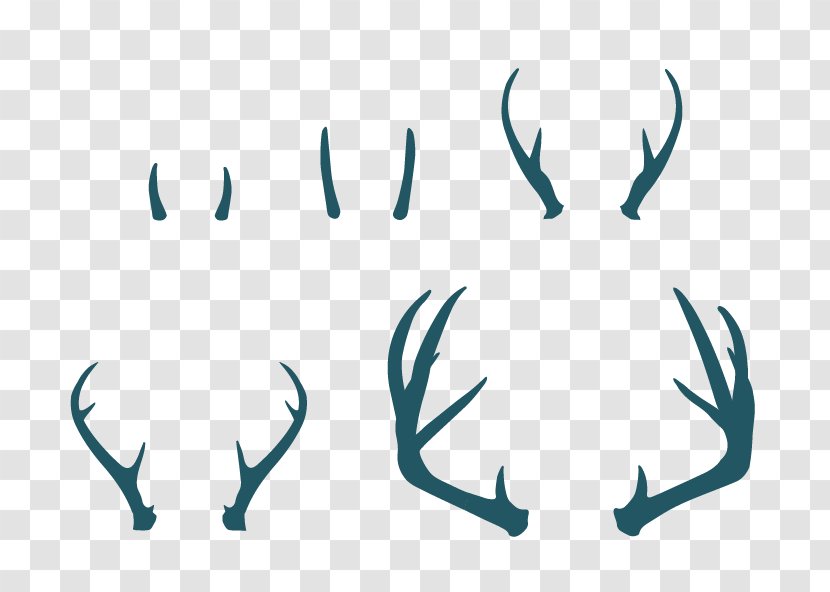 Deer Antlers White-tailed Elk - Whitetailed Transparent PNG