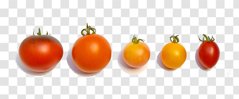 Cherry Tomato Organic Food Vegetable Nightshade Sweetness - Seed - A Variety Of Transparent PNG