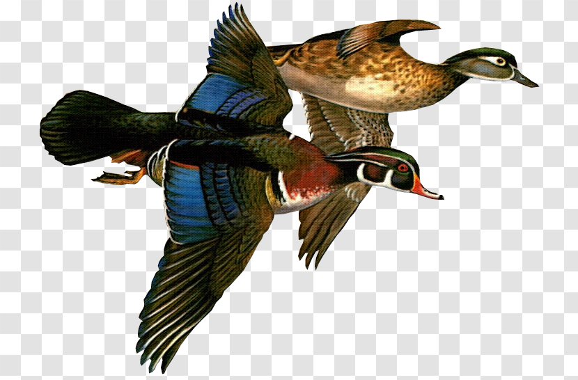 Mallard Federal Duck Stamp Wood Ducks Painter Transparent PNG