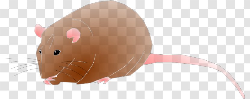 Rat Computer Mouse Cartoon Illustration - Mammal - Rodent Cliparts Transparent PNG