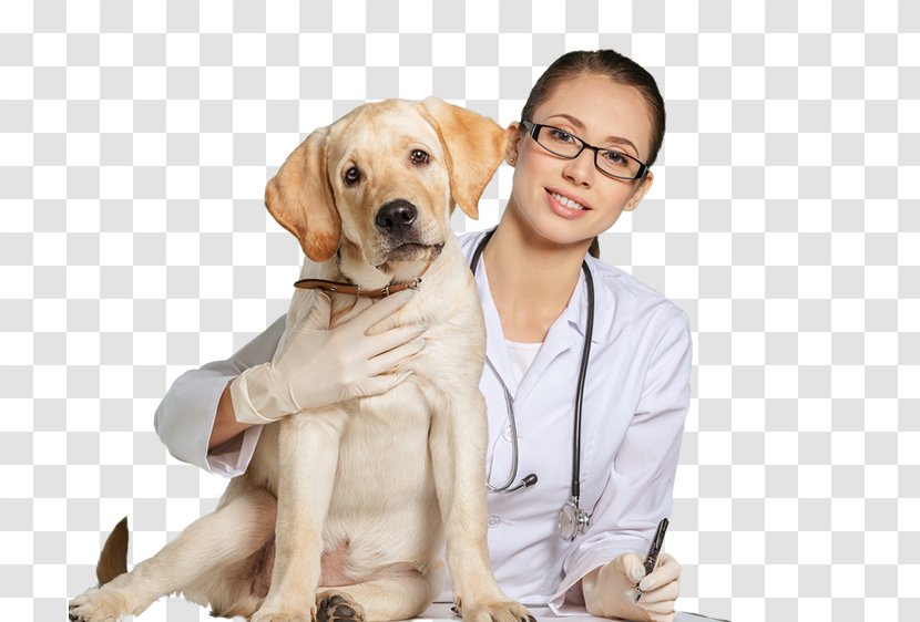 Dog Cat Veterinarian Clinique Vétérinaire Veterinary Medicine Transparent PNG