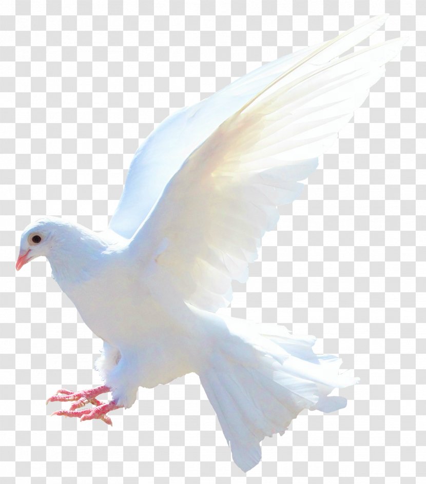 Rock Dove Columbidae Bird Flight Sparrow Transparent PNG