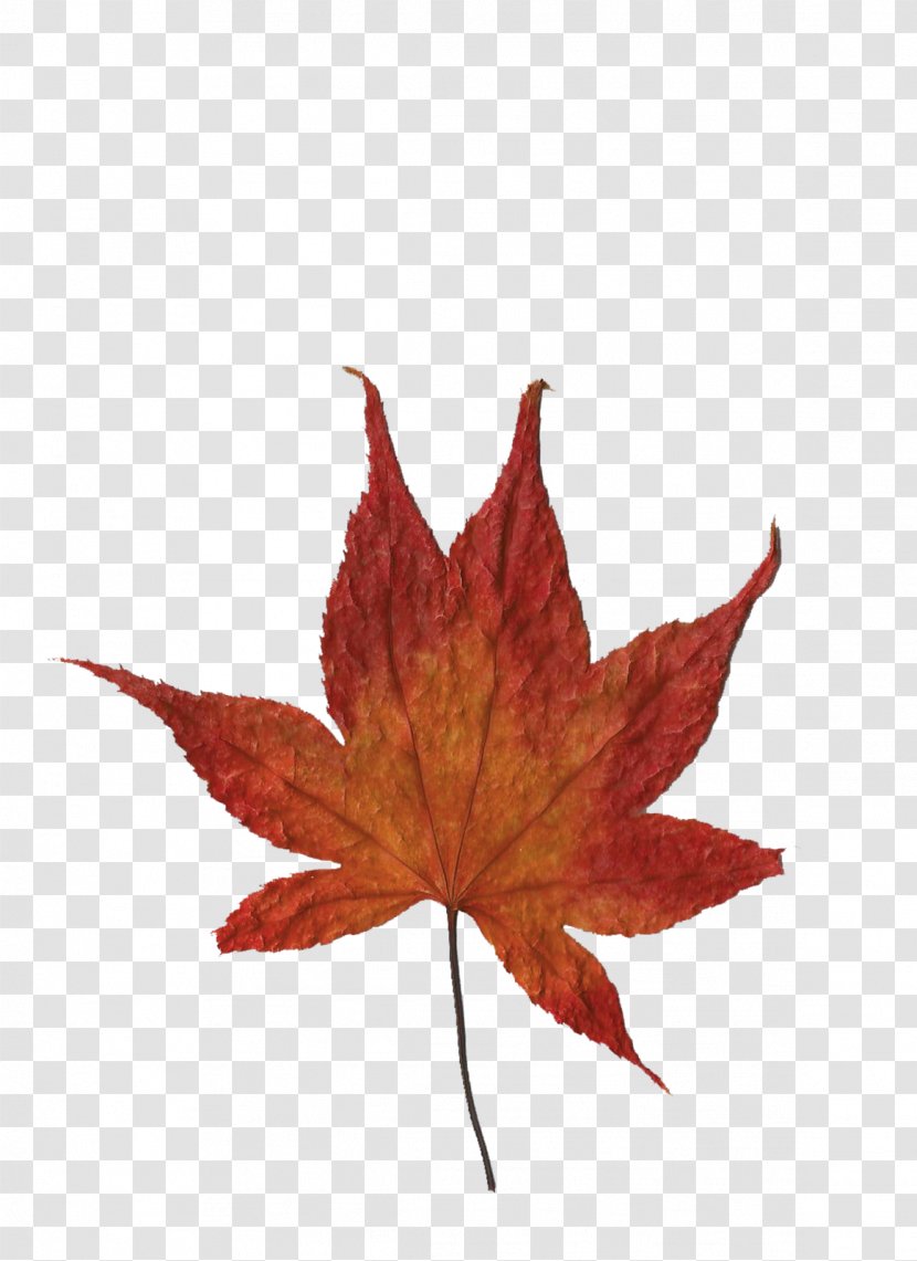 Maple Leaf Idea Cellular - Tree Transparent PNG