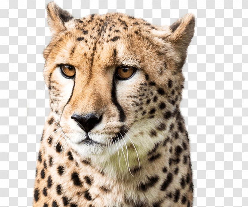 National Zoo & Aquarium Zoological Park Cheetah Smithsonian Institution Leopard - Carnivoran Transparent PNG
