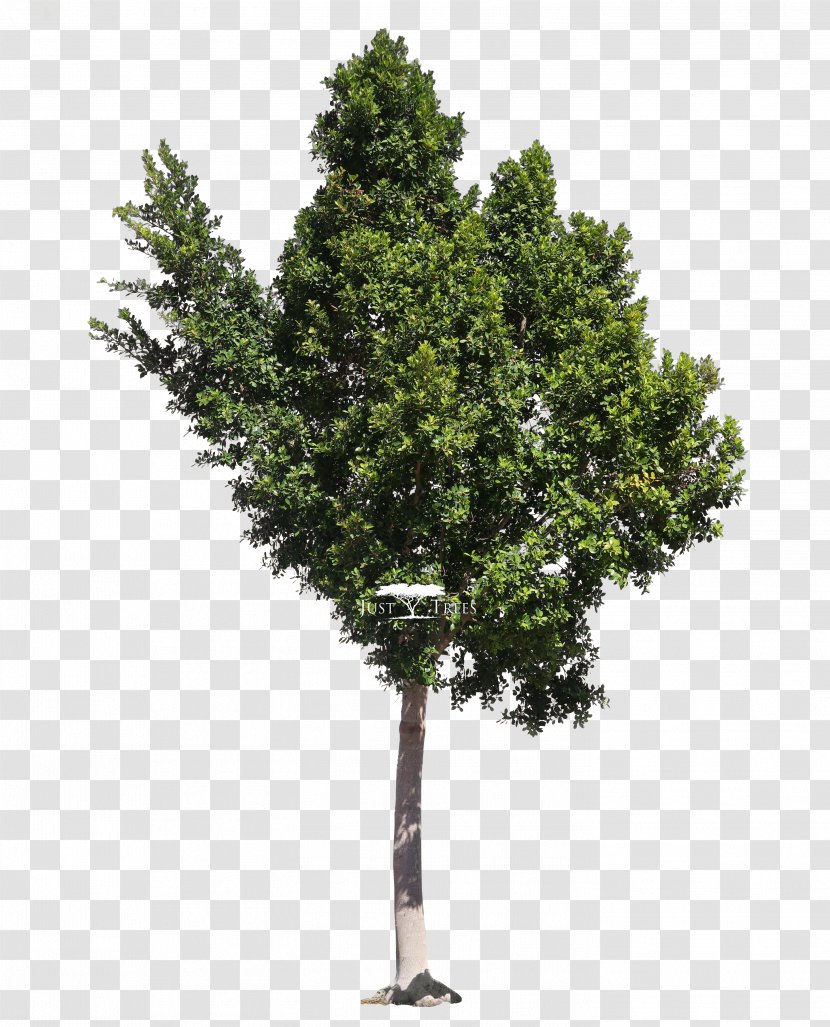 Populus Alba - Oak - Deciduous Specimens Transparent PNG