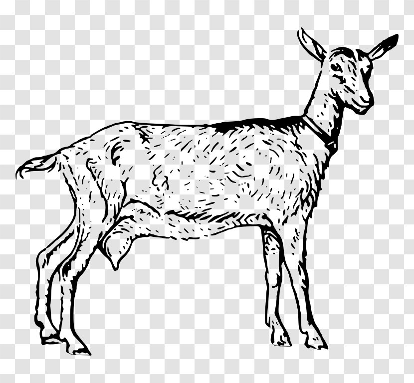 Goats Clip Art - Fauna - Goat Transparent PNG