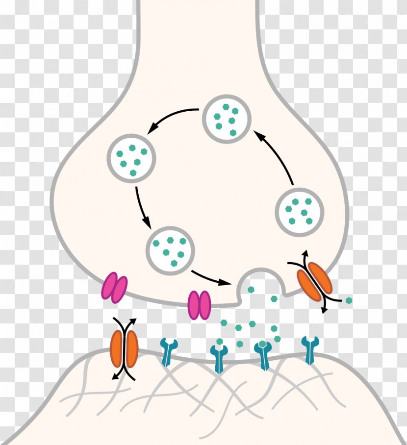 Chemical Synapse Neuron Nervous System Axon - Human Body Transparent PNG