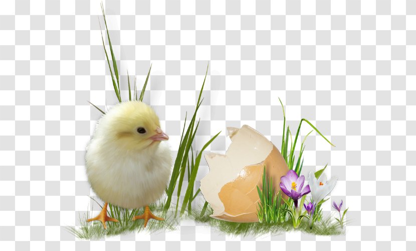 Easter Egg Chicken - Grass Transparent PNG