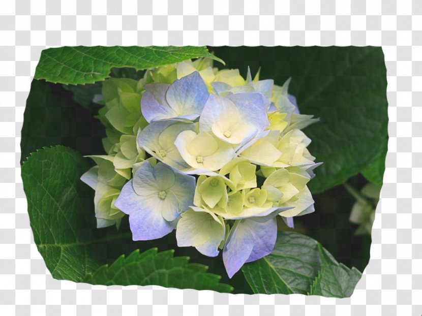 Yoakum Primary Photographer Photography Dentist Book - Cut Flowers - Hydrangea Transparent PNG