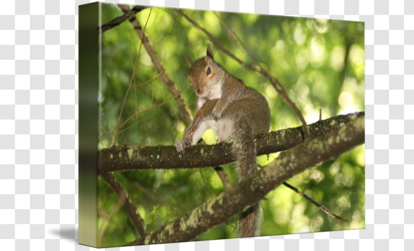 Squirrel Macaque Fauna Wildlife Tail - Branching Transparent PNG