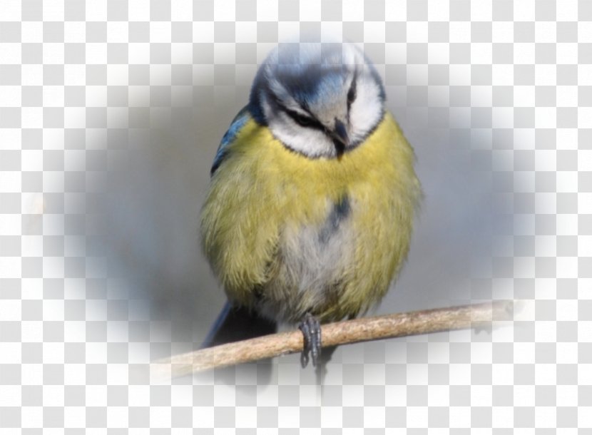 Songbird Finch Beak Animal - Halloween Fantasy Tour Transparent PNG