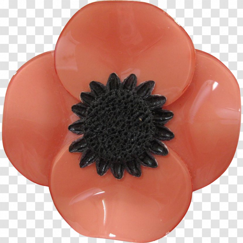 Flowering Plant Petal Transvaal Daisy - Peach - Anemone Transparent PNG