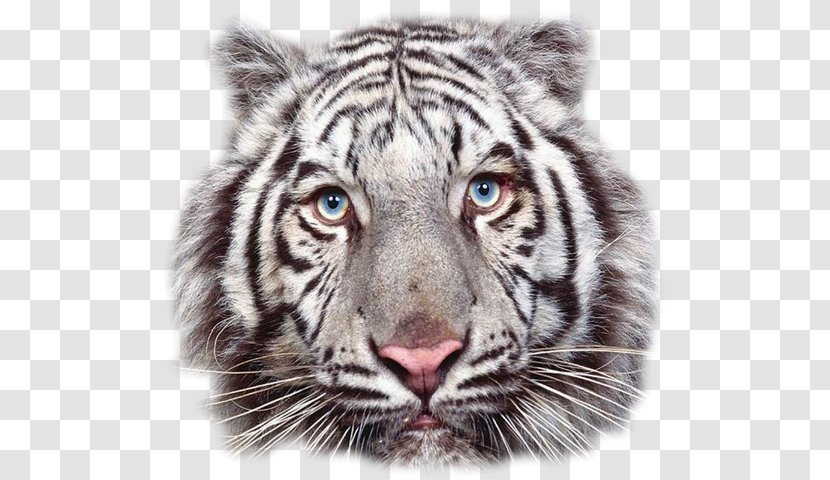 The White Tiger Leopard Lion Bengal - Terrestrial Animal Transparent PNG