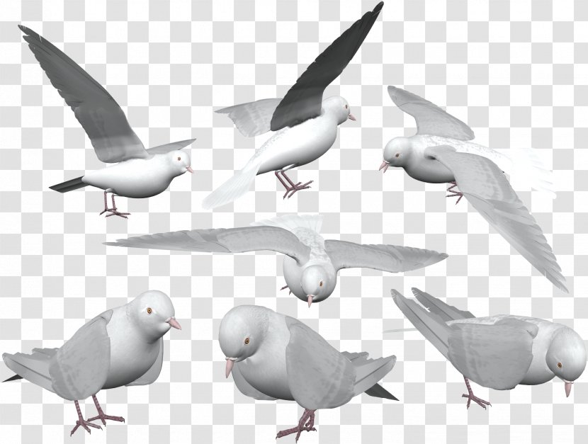 Homing Pigeon Columbidae Rock Dove European Herring Gull - Typical Pigeons - Bird Transparent PNG