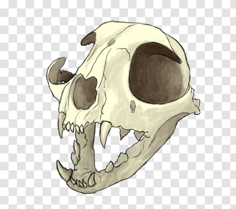 Skull Drawing Painting Skeleton Witchcraft - Snout Transparent PNG