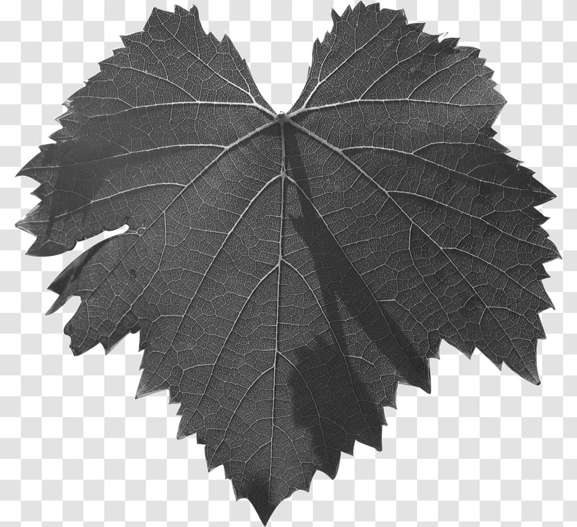 Leaf Grape Leaves Black & White - Plane - M Common Vine TreePlumett Al52 Transparent PNG