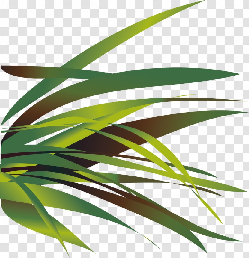 Vector Aloe - Computer Graphics - Designer Transparent PNG