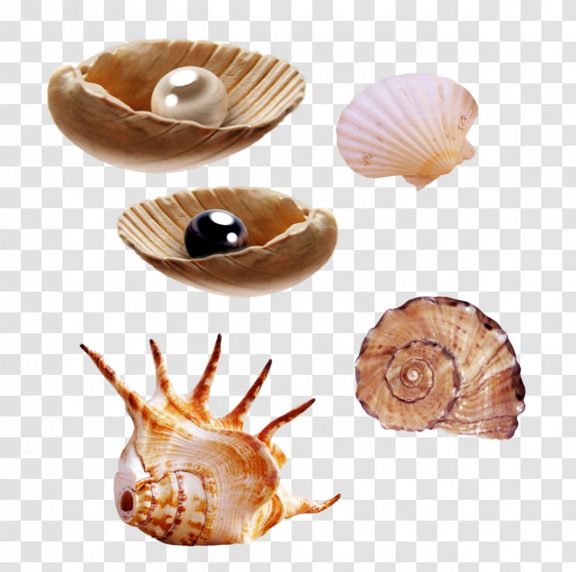 Clip Art Megafauna Tiny Fingers Image - Album - Seashell Transparent PNG