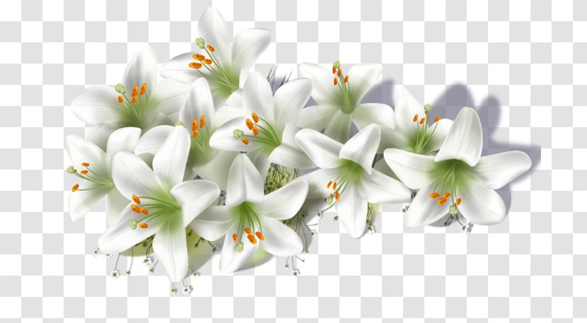 Flower Lilium Candidum Clip Art - Graphics Software Transparent PNG