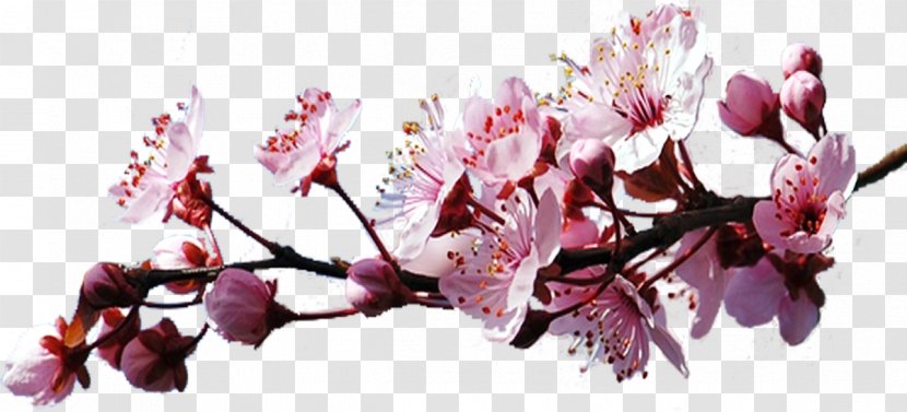 Cherry Blossom Blog Clip Art - Twig Transparent PNG