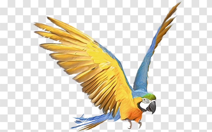 Amazon Parrot Bird Budgerigar Macaw - Wing Transparent PNG