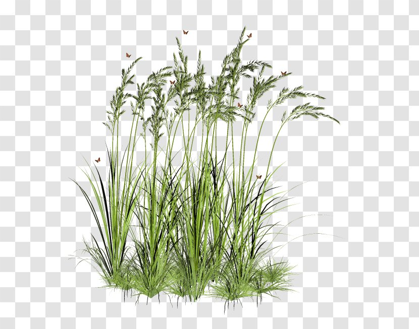 Tree Aquatic Plant - Plants - Grass Transparent PNG